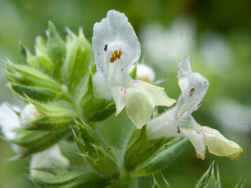 Stachys recta L.